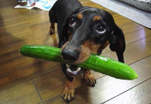 狗可以吃麒麟瓜吗,狗狗能否享用的美味佳肴？