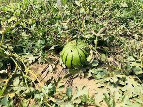 北京吃瓜的视频,揭秘北京人生活百态