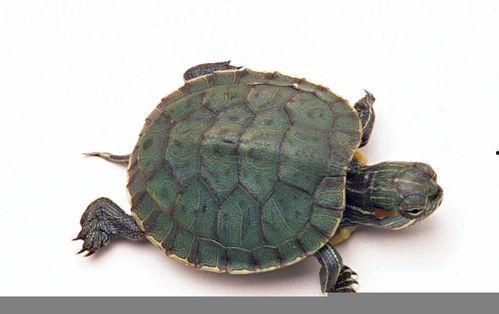 底层龟吃瓜视频,揭秘网络世界的趣味瞬间