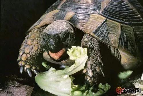 底层龟吃瓜视频,揭秘网络世界的趣味瞬间