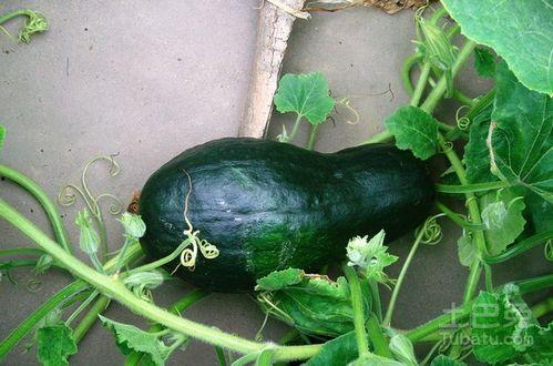 hs吃瓜合集,揭秘娱乐圈那些不为人知的幕后故事