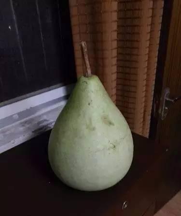 吃瓜多久可以结果