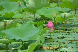 暴晒吃瓜,暴晒吃瓜，清凉一夏