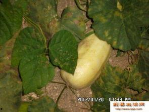 官庭吃瓜,揭秘宫廷背后的吃瓜故事