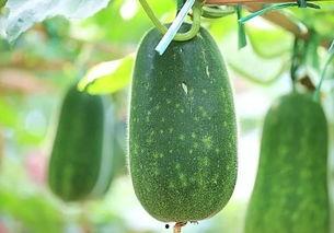 吃热瓜的视频,一网打尽热门话题，畅享夏日炎炎