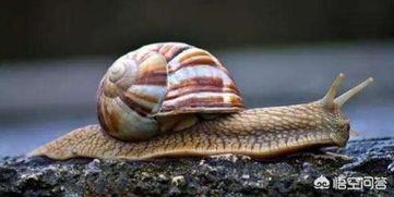 带你吃瓜僵尸蜗牛,吃瓜僵尸蜗牛的神秘世界