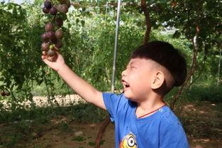 吃瓜王欢欢,揭秘娱乐圈幕后故事