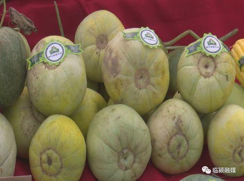 甜瓜节吃瓜视频