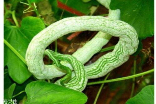 怀孕可以吃蛇瓜吗