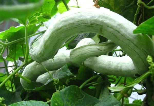 怀孕可以吃蛇瓜吗