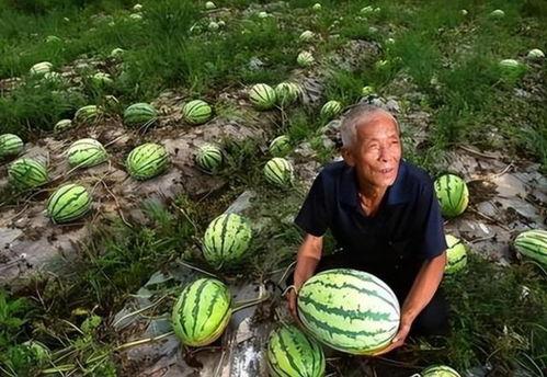 在河南吃瓜,探寻中原美食之旅