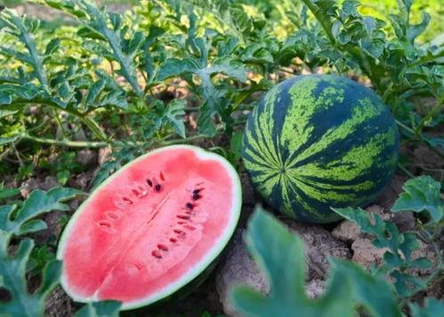 在河南吃瓜,探寻中原美食之旅