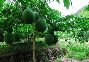 吊瓜芽怎么吃最好,吊瓜芽的多样美味食用指南