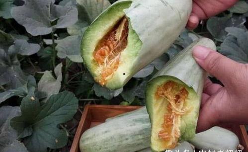 瓜萎皮孕妇可以吃吗,安全与适宜性分析