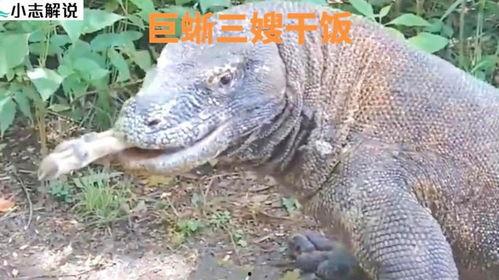 巨蜥与印度人吃瓜视频