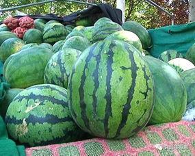 怎么细节吃瓜,一场视觉与味觉的双重盛宴