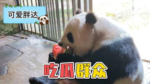 panda吃瓜