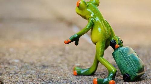 吃瓜蛙1234全部作品,穿越时空的奇幻之旅