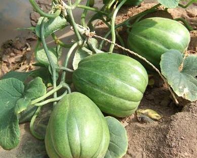 俱乐部部吃瓜,吃瓜群众揭秘幕后故事