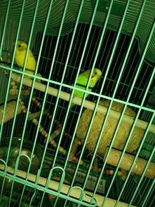 虎皮鹦鹉吃瓜群众