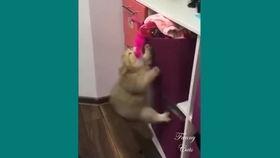 吃瓜粤语打法,解锁粤语打法的趣味解读