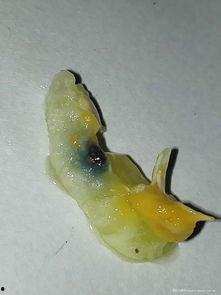 兰蓝吃瓜,揭秘娱乐圈幕后故事