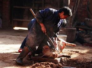 吃瓜越南屠夫,一场引发国际争议的残忍事件揭秘