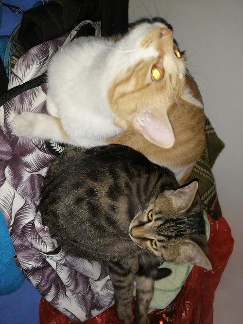 满月猫吃瓜视频,萌态十足，网友直呼可爱爆表！