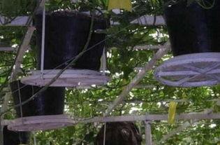 屋顶上吃瓜,夏日悠闲生活剪影