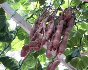 屋顶上吃瓜,夏日悠闲生活剪影