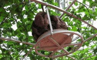 屋顶上吃瓜,夏日悠闲生活剪影