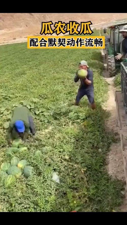 吃瓜的默契动作,共享欢乐时光  第2张