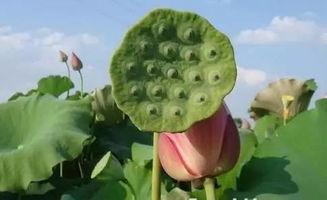 莲上涂成吃瓜,揭秘网络热词背后的趣味与哲理  第2张