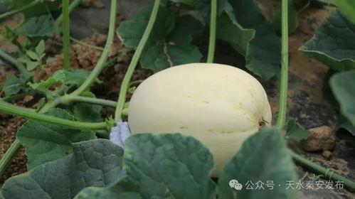 怎么吃白瓜好吃  第2张