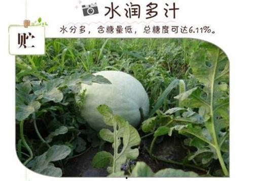 怎么吃白瓜好吃  第3张