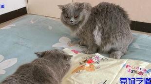 胖猫吃瓜图片,萌态十足！