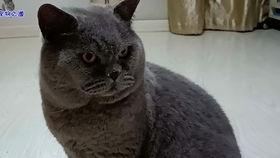 胖猫吃瓜图片,萌态十足！  第2张