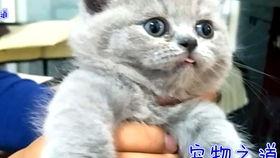 胖猫吃瓜图片,萌态十足！  第3张