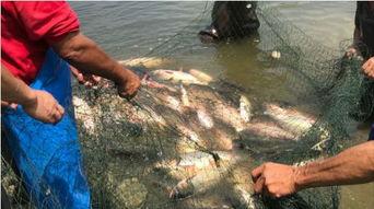 吃瓜高校跳舞视频,翩翩起舞展现青春风采  第3张