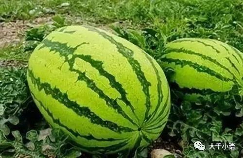 陌玖在线吃瓜,揭秘娱乐圈幕后故事  第2张