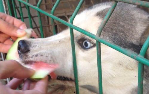 哈士奇吃瓜表情包,萌宠界的“瓜王”风采