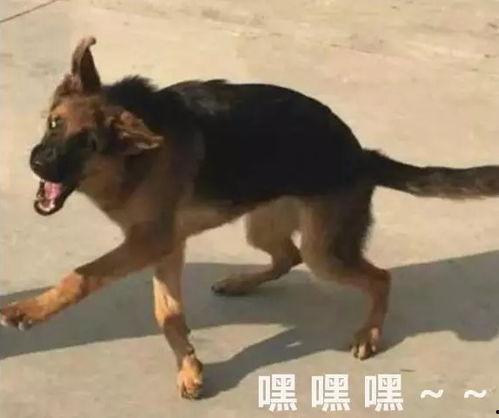 哈士奇吃瓜表情包,萌宠界的“瓜王”风采  第2张