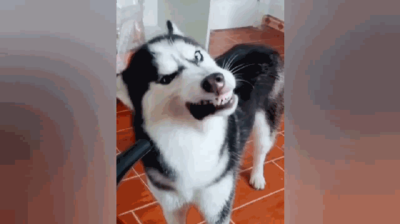 哈士奇吃瓜表情包,萌宠界的“瓜王”风采  第3张