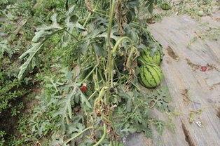 吃瓜虫害,吃瓜虫害的识别与应对  第1张