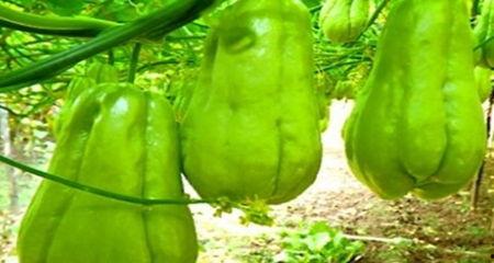 吃瓜虫害,吃瓜虫害的识别与应对  第2张