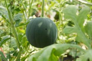 吃瓜虫害,吃瓜虫害的识别与应对  第3张