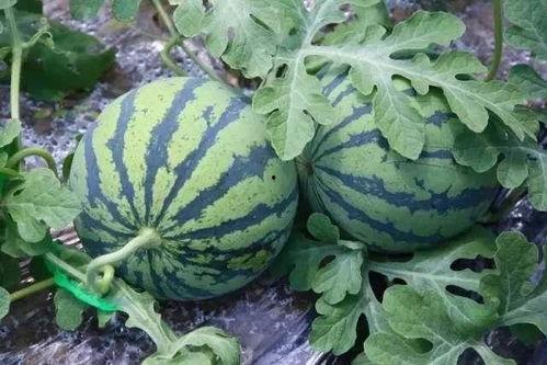 瓜藤上吃瓜,探寻吃瓜的乐趣与智慧  第2张