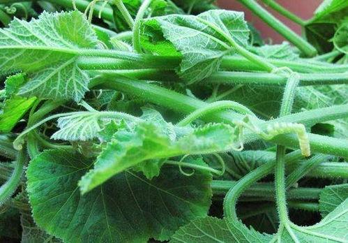 瓜藤上吃瓜,探寻吃瓜的乐趣与智慧  第3张