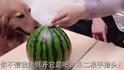 叫主人吃瓜,快来尝尝这新鲜瓜果！  第2张