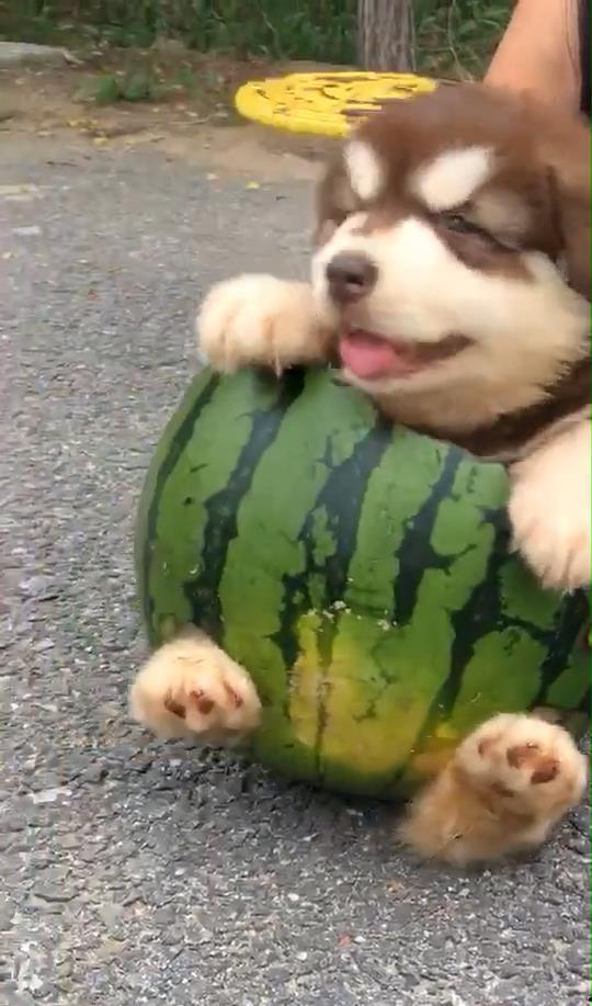 叫主人吃瓜,快来尝尝这新鲜瓜果！  第3张